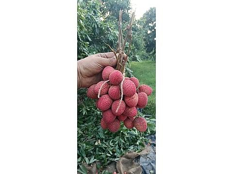 Piyush Goyal hails export of Punjab's first Litchi consignments to Oman