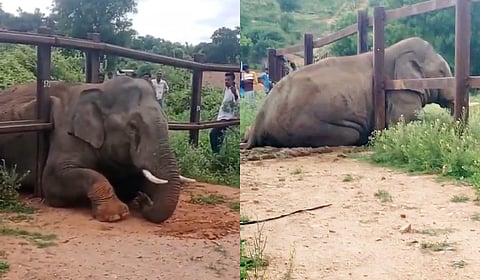 Tusker got stuck in rail barricade on early Wednesday morning in Muggur in Cauvery wildlife sanctuary