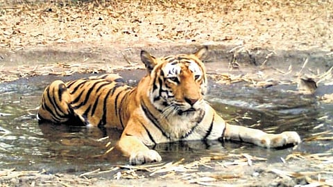 The Nallamala forest is home to nearly 300 species of wildlife, including tigers, leopards, bears, deer, sambars and numerous bird species.