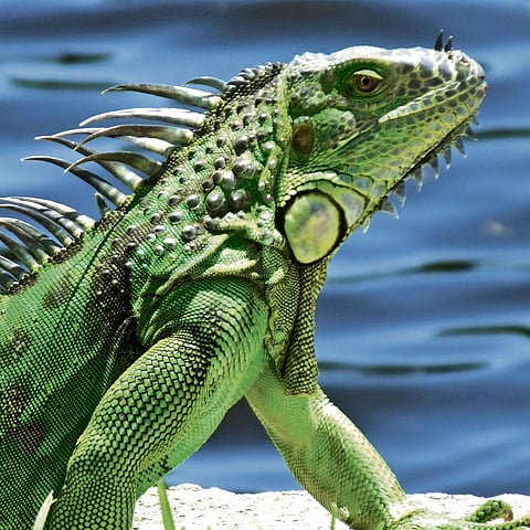 India’s growing exotic pet trade exposes regulation gaps