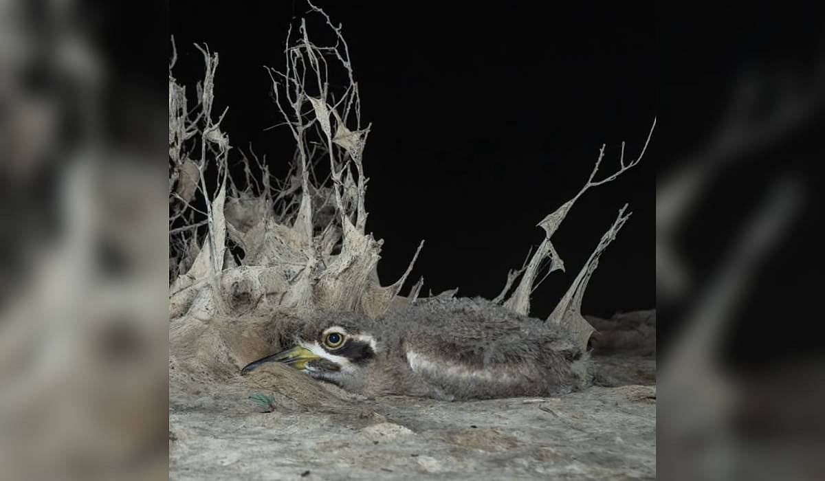 Study logs 47 bird species at Nemmeli as Mamallan dam plan faces scrutiny