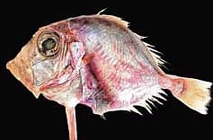 Cyttopsis indica (Indian dory)