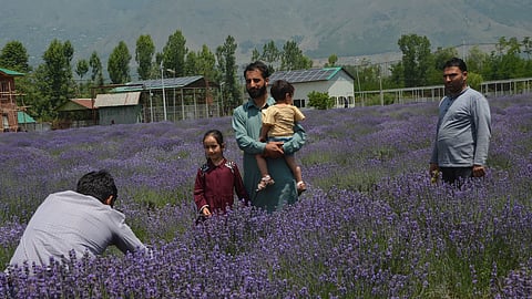 More and more farmers and entrepreneurs are showing interest in the lavender farming in the cold temperate region.