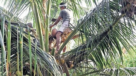 Despite the steep fall in genuine toddy production, workers allege that the quantity of toddy distributed across Kerala has remained largely unchanged.