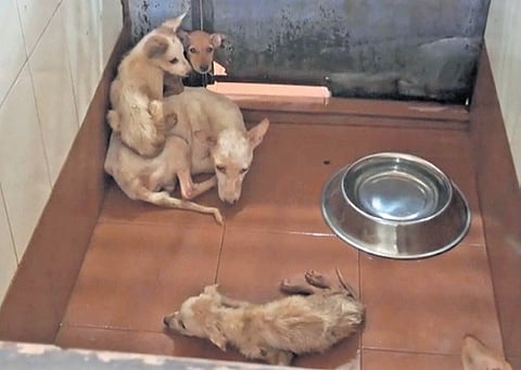Healthy stray dogs captured allegedly being housed alongside sick dogs at the corporation’s ABC centre in Pettah
