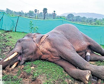 Circumstantial evidence suggest that the tusker might have died due to lightning. However, the exact cause of death will be ascertained after the autopsy report arrives.