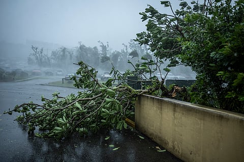 A tree lies on the ground fallen after being knocked down by strong winds brought by Super Typhoon Bavi in Guam on July 6, 2026.