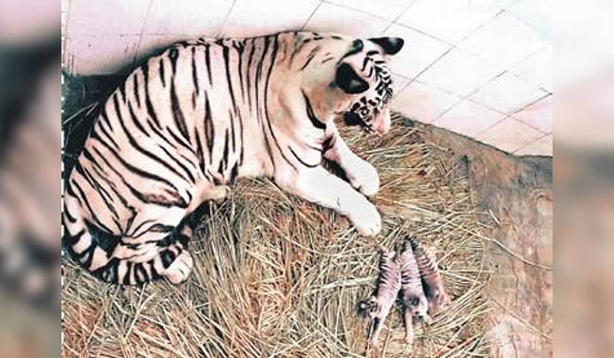 Captured tigress, five cubs sent to Bannerghatta Biological Park