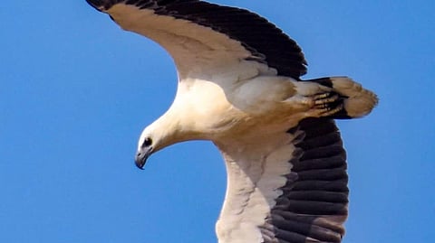white-bellied eagles
