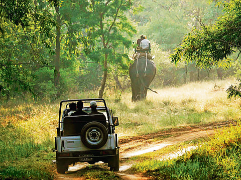 Where to go on a safari when it rains...