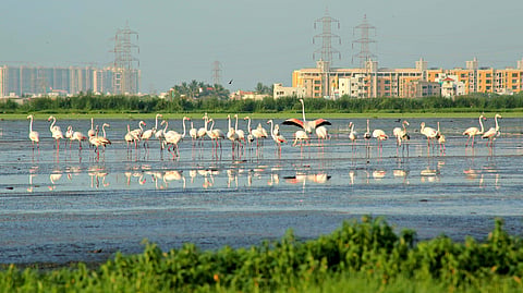A flock of flamingoes at the Pallikaranai marshland.