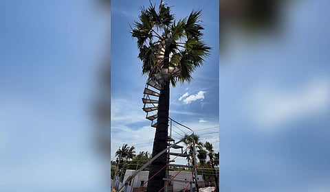 The staircase constructed around the palmyra tree at Salaipudur near Sathankulam in Thoothukudi district.