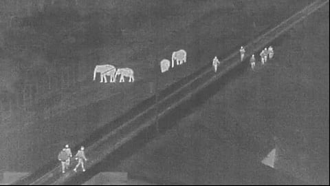 Field level staff chasing a herd of wild elephants near the train track in Madukkarai forest.