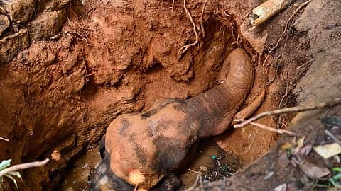 An injured male wild elephant, aged around 20, that accidentally fell into a well at Koovappara in Kuttampuzha panchayat on Tuesday. The animal has suffered an injury to its trunk 