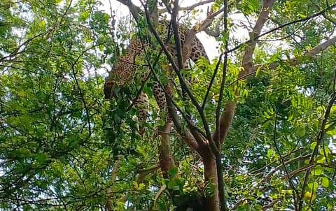 Although the exact cause of death is yet to be ascertained, circumstantial evidence suggests that the leopard died after being trapped in a snare laid by miscreants.