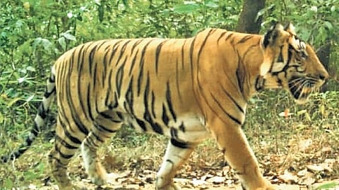 The tiger which was camera-trapped in Nagarhole