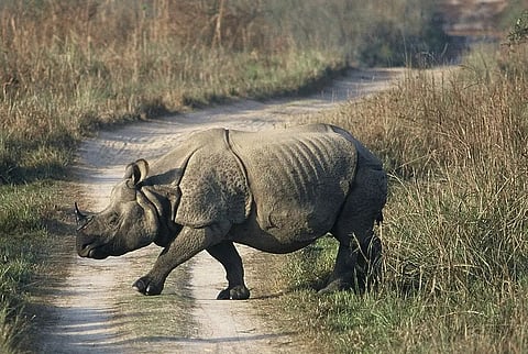 One-horned rhinoceros