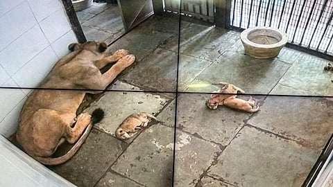 In this image received on July 10, 2026, Asiatic lioness Mahagauri rests with her three newborn cubs in a secure maternity enclosure at the National Zoological Park (NZP), in New Delhi.