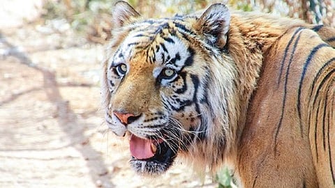 Chalapathi Rao noted that NSTR has recorded a steady increase in tiger numbers in recent years owing to sustained conservation efforts.