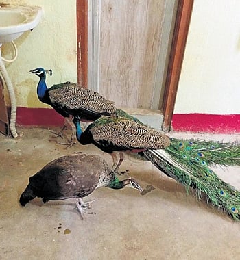 Forest officials on Monday rescued three peacocks that were kept in captivity at an ashram allegedly owned by Talcher BJD MLA Brajakishore Pradhan in the colliery area.