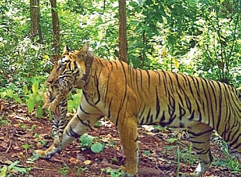Similipal tiger population now at 35: Forest dept