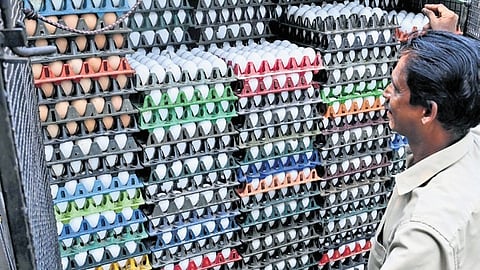 Egg prices hit record high in TN's Namakkal.