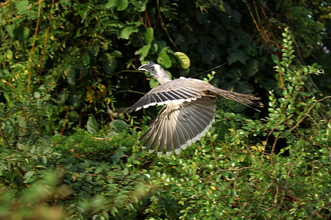 Indian Grey Hornbill 