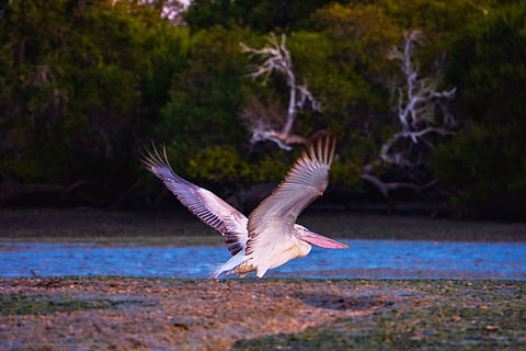 This photo provided by Farnoush Farhadi shows a Dalmatian pelican taking flight above the mangrove forests on Qeshm Island, Iran, in January 2025. 