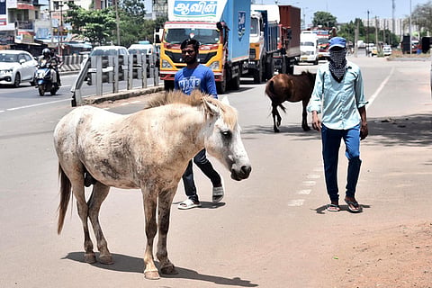 Stray horses roaming freely on city roads have become a growing concern for motorists and residents. 