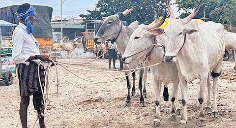 Chitradurga hosts one of the largest cattle markets in Central Karnataka, attracting farmers and traders from across Karnataka and neighbouring Andhra Pradesh.