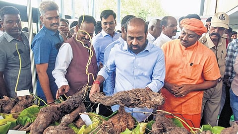 Health Minister Y Satya Kumar Yadav examines the yam kept at the state-level workshop in Vijayawada on Wednesday.