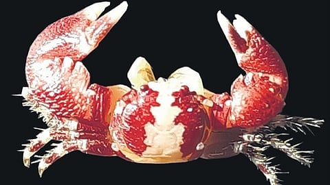 Newly-discovered Pachycheles Ravichandrani.
