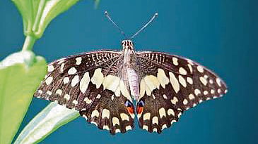 The Butterfly Effect