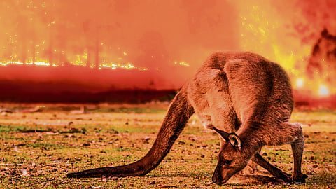 Larger and more intense wildfires threaten ecosystems around the world.