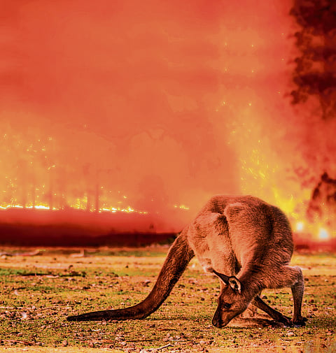 Larger and more intense wildfires threaten ecosystems around the world.