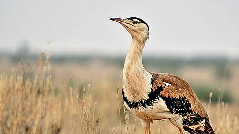 Great Indian Bustard population stable, but habitat under pressure