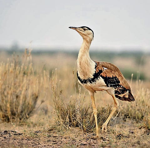 Great Indian Bustard population stable, but habitat under pressure