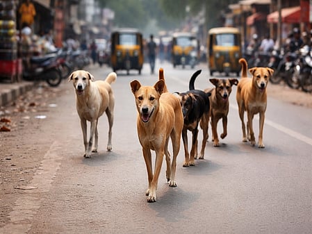 Crime file: Four-year-old boy comes under stray dog attack in TN