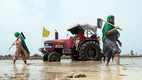 Women farmers work in paddy fields in Daun Kalan village of Punjab's Patiala district.