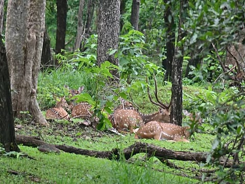 Nearly 100 km of the Hirakud reservoir shoreline forms its north-eastern boundary, providing easy access for miscreants by boat and increasing the risk of poaching and timber smuggling. 