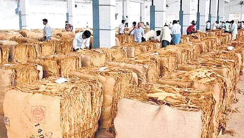 Farmers at Kanigiri auction centre reported that out of 25 bales brought on Saturday, only 12 were purchased at Rs 200–Rs 220 per kg, while the rest were rejected. 