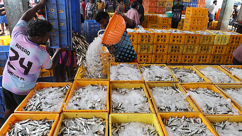 Workers pack freshly caught sardines in ice at the Perumathura-Muthalapozhi Fishing Harbour in Thiruvananthapuram.