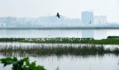  Pallikaranai Marshland.