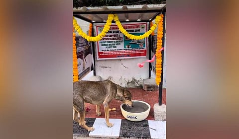 A designated feeding zone for stray dogs set up by GVMC in coordination with the Mahvia Foundation in Visakhapatnam. 