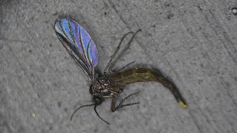 The flies had been causing inconvenience to residents for more than a week by invading houses and disturbing walkers and motorists.