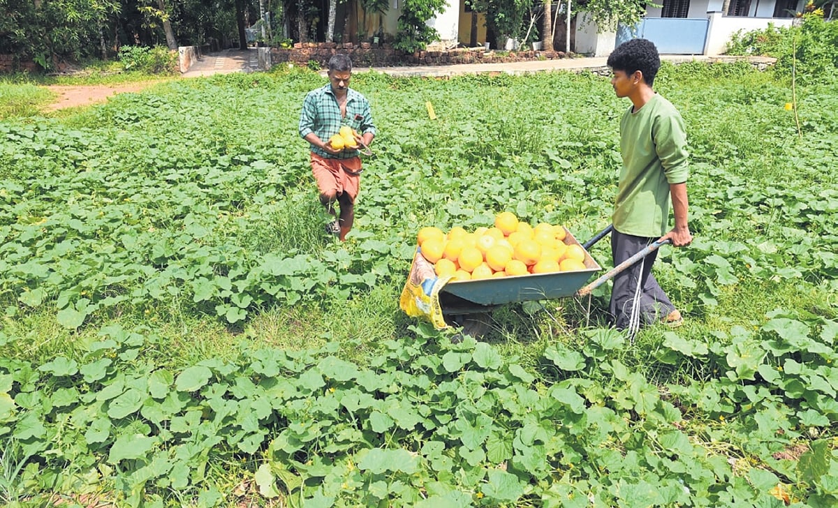 Kerala farmers battle rising seed costs before Onam season