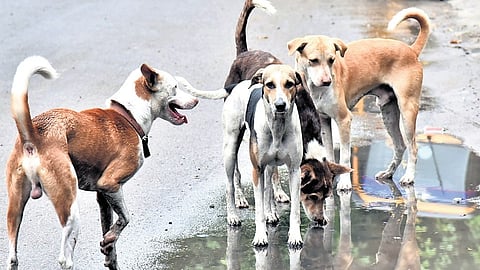 The suo motu case was initiated by the HC as per SC directions to ensure compliance of its orders on containing the stray dog menace. 