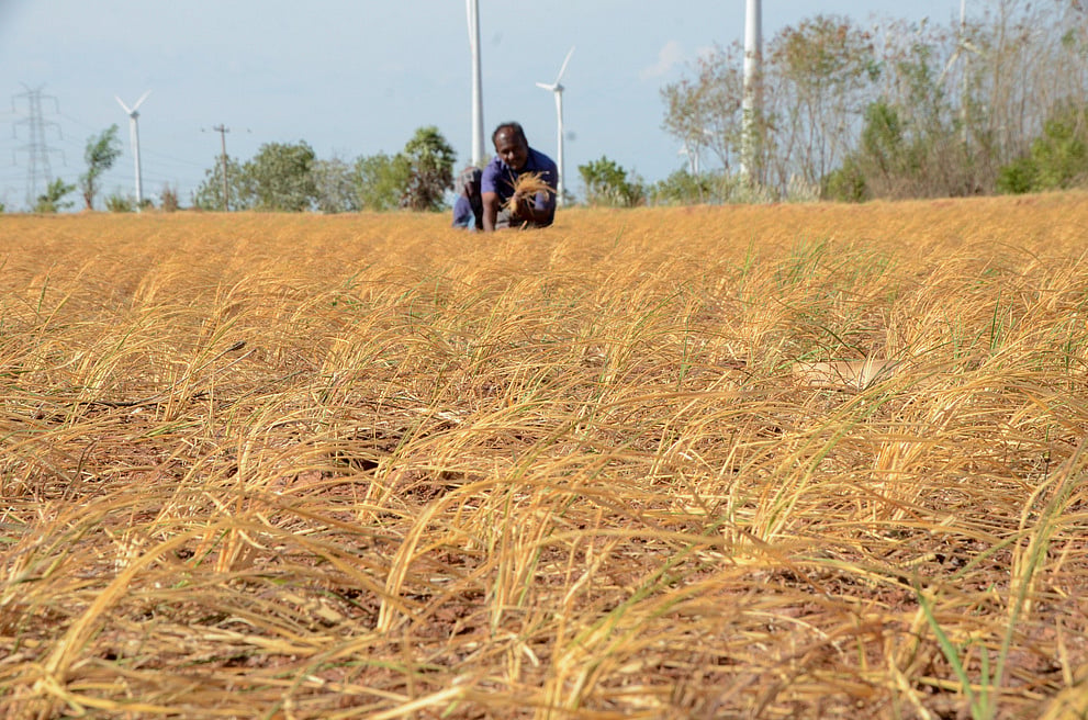 Science over politics in battle against El Niño
