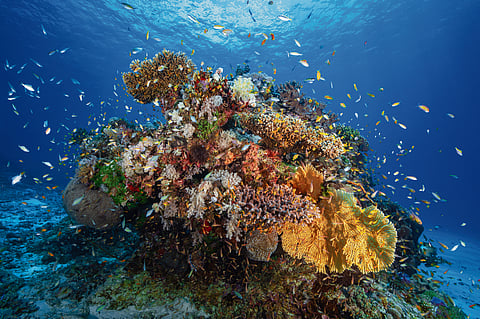 Coral bleaching: Blame it on climate change, not El Nino