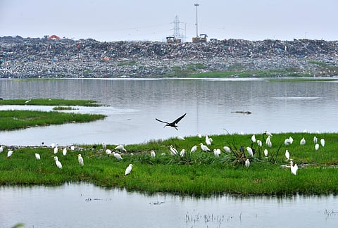 Pallikaranai lake